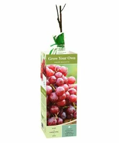 Cheapest ✨ Van Zyverden, Inc. Van Zyverden Inc. Grape Reliance - red seedless 00817 - Plants, Shrubs & Trees 🎉