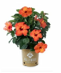 Coupon π Capstone Plants Hibiscus Hollywood Assorted Colors 2G Pot - Shrubs π