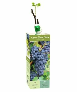 Buy 🧨 Van Zyverden, Inc. Van Zyverden Inc. Grape Mars - blue seedless 00815 - Plants, Shrubs & Trees ⌛