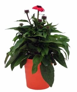 Cheapest ⭐ NMG 2.5Qt Cheyenne Spirit Assorted - 93370 - Plants, Shrubs & Trees ⌛