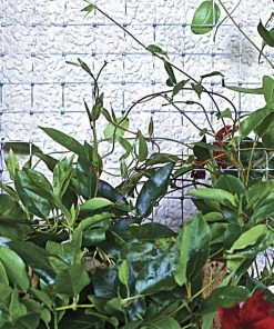 Buy 😍 Garden Zone 24" x 50' Plastic Netting with 1" Mesh, Grey - 312450 - Fence and Wire 🎁 -Cheap Lawn Store 0aeeb133e683921ef62015abf63d88c26531204d 312450 4