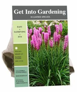 Outlet 🔔 Van Zyverden, Inc. Van Zyverden Inc. Liatris Spicata 00720 - Garden Center 😀