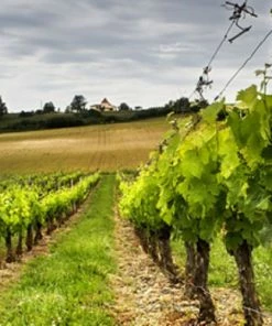 Best deal 🛒 Bird-X Irri-Tape Bird Scare Iridescent Holographic Tape, 500 Foot - Animal Repellants 🔔 12 Best deal 🛒 Bird-X Irri-Tape Bird Scare Iridescent Holographic Tape, 500 Foot - Animal Repellants 🔔 -Cheap Lawn Store 170fa968cd5d96282936764a0c9abeaf7d7c2224 5 2 1