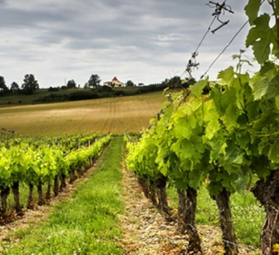 Best deal 🛒 Bird-X Irri-Tape Bird Scare Iridescent Holographic Tape, 500 Foot - Animal Repellants 🔔 6 Best deal 🛒 Bird-X Irri-Tape Bird Scare Iridescent Holographic Tape, 500 Foot - Animal Repellants 🔔 - Image 6