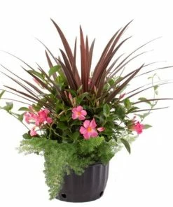 Hot Sale 🌟 Costa Farms Mandevilla Combo, 1.75 gallon - WMSPCOM22 - Plants, Shrubs & Trees 🌟