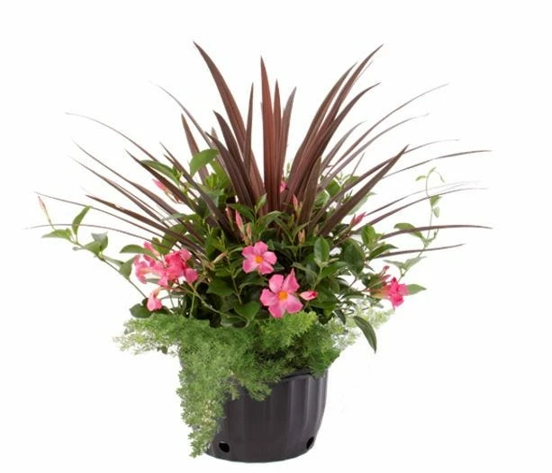 Hot Sale π Costa Farms Mandevilla Combo, 1.75 gallon - WMSPCOM22 - Plants, Shrubs & Trees π 1 Hot Sale π Costa Farms Mandevilla Combo, 1.75 gallon - WMSPCOM22 - Plants, Shrubs & Trees π