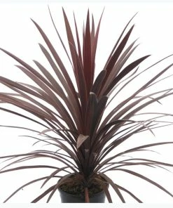 Deals 💯 Capstone Plants Cordyline 7 Inch Decorative Pot - Shrubs ⭐
