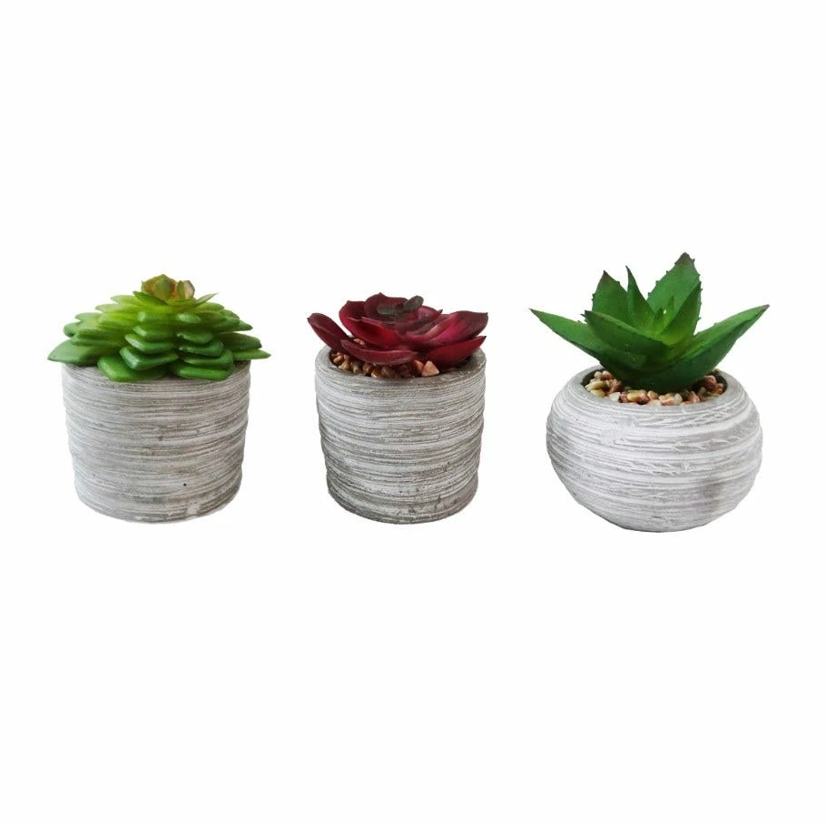 Deals ⌛ Alpine Succulent Decor with Cement Pot - Assorted WQA1216ABB - Decorative Planters ⭐ 1 Deals ⌛ Alpine Succulent Decor with Cement Pot - Assorted WQA1216ABB - Decorative Planters ⭐