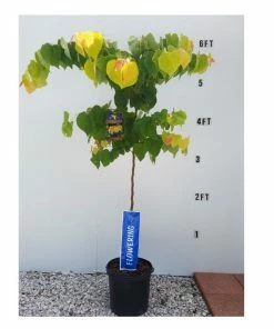 Promo 🎁 Freedom Farms Rising Sun Redbud Tree 5G Pot - Trees 😉