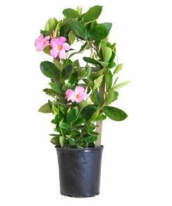 New ✔️ Sawyer Nursery Patio Tropical Mandevilla 2.5 Quart Pot - Plants, Shrubs & Trees 😀