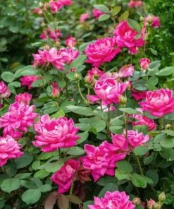 Cheapest ✨ Greenleaf Nursery Rose Knock Out Pink Double #2 Pot - Plants, Shrubs & Trees ⭐
