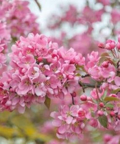 Coupon π Freedom Farms Profusion Pink Flowering Crabapple Tree 5G Pot - Trees π