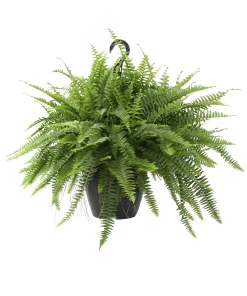 Brand new 😉 Costa Farms 10" Hanging Basket Boston Fern - BF10 - Plants, Shrubs & Trees 🥰