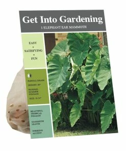 Best Sale ❤️ Van Zyverden, Inc. Van Zyverden Inc. Elephant Ears- Jumbo 09961 - Plants, Shrubs & Trees 🎉