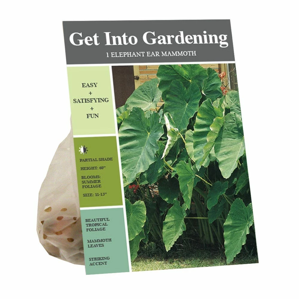 Best Sale β€οΈ Van Zyverden, Inc. Van Zyverden Inc. Elephant Ears- Jumbo 09961 - Plants, Shrubs & Trees π 1 Best Sale β€οΈ Van Zyverden, Inc. Van Zyverden Inc. Elephant Ears- Jumbo 09961 - Plants, Shrubs & Trees π