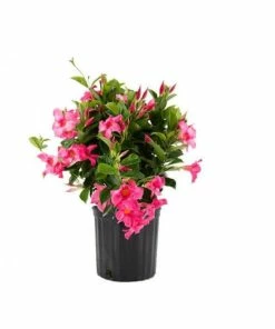 Best Sale 😀 Sawyer Nursery Patio Tropical Dipladenia 2.5 Quart Pot - Plants, Shrubs & Trees 🤩