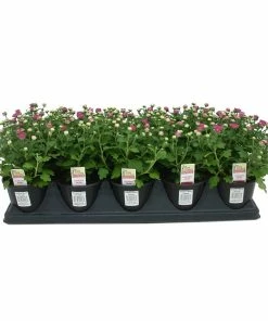 Deals 🥰 NMG 4In Mum Yellow Assorted - 92185 - Plants, Shrubs & Trees ⭐