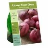 Best reviews of 💯 Van Zyverden, Inc. Van Zyverden Inc. Onion Sets - Red 09799 - Annuals ✔️