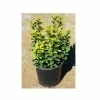 Buy 🌟 Park Hill Plants & Trees Golden Euonymus #1 Pot - Plants, Shrubs & Trees 🛒