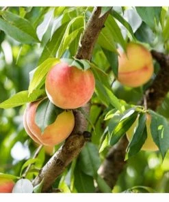 Top 10 🔔 Freedom Farms Belle Of Georgia White Peach Fruit Tree 5G Pot - Trees 👏