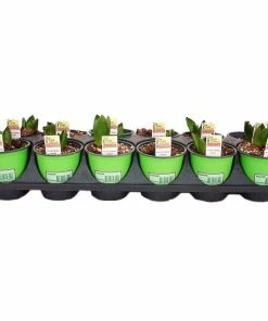 Deals 👍 NMG Prefinished Hyacinth .75Qt Assorted Color - 67226 - Plants, Shrubs & Trees 🧨