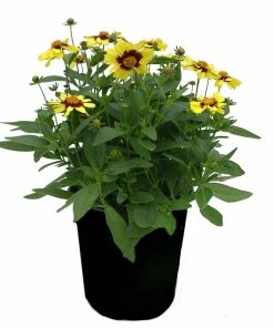 Best Sale 🎉 NMG 2.5Qt Coreopsis Uptick - 93375 - Plants, Shrubs & Trees ❤️