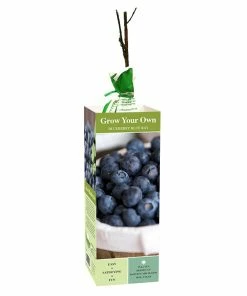 Best Sale 🤩 Van Zyverden, Inc. Van Zyverden Inc. Blueberry Blue Ray 00807 - Plants, Shrubs & Trees ⭐