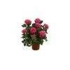 Best reviews of 🥰 Capstone Plants Rose Premium Hybrids Assorted Colors 2G Pot - Shrubs ❤️