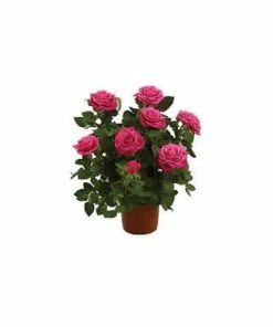 Best reviews of 🥰 Capstone Plants Rose Premium Hybrids Assorted Colors 2G Pot - Shrubs ❤️