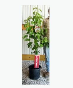 Discount 🧨 Freedom Farms White Kousa 🐶 Dogwood Flowering Tree 5G Pot - Trees 🌟