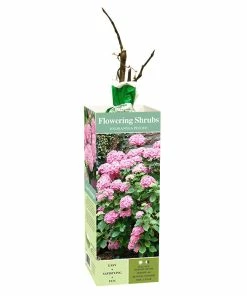 Wholesale 👏 Van Zyverden, Inc. Van Zyverden Inc. Hydrangea Peegee Pink 01772 - Plants, Shrubs & Trees 😍