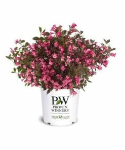 Budget 🎁 Capstone Plants Weigela Proven Winner Wine & Roses 8 Inch Pot - Shrubs 🔥