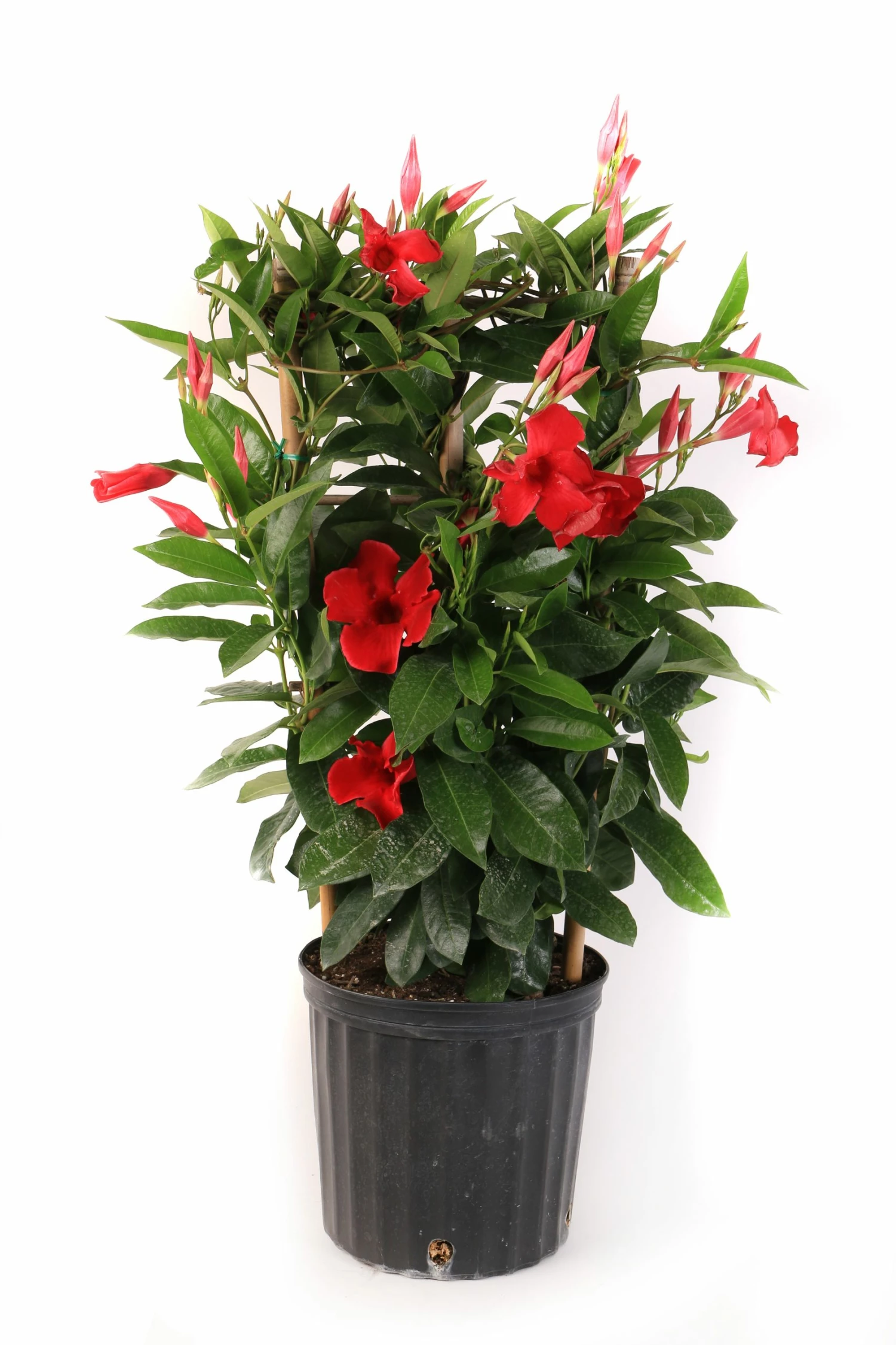 Wholesale π Costa Farms Mandevilla Trellis, 9.25 inches - 1.70MAN30TPASRT - Plants, Shrubs & Trees π₯ 1 Wholesale π Costa Farms Mandevilla Trellis, 9.25 inches - 1.70MAN30TPASRT - Plants, Shrubs & Trees π₯