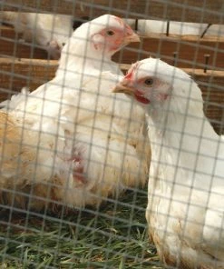 Brand new β€οΈ IronRidge 30" x 10' Welded Wire Garden Fence with 1/2" x 1" Openings - 403010 - Fence and Wire π― 8 Brand new β€οΈ IronRidge 30" x 10' Welded Wire Garden Fence with 1/2" x 1" Openings - 403010 - Fence and Wire π― -Cheap Lawn Store 5c03a4741f0a8f7266fa98e4d50fd92b1ec2c252 70370090 4