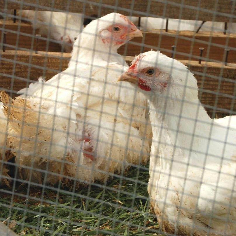 Brand new β€οΈ IronRidge 30" x 10' Welded Wire Garden Fence with 1/2" x 1" Openings - 403010 - Fence and Wire π― 4 Brand new β€οΈ IronRidge 30" x 10' Welded Wire Garden Fence with 1/2" x 1" Openings - 403010 - Fence and Wire π― - Image 4