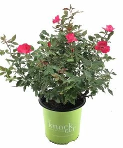 Promo 🌟 Capstone Plants Rose Knockout Assorted Colors 2G Pot - Shrubs 👍