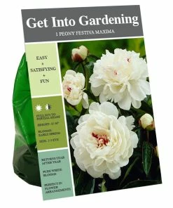 Best Pirce 🧨 Van Zyverden, Inc. Van Zyverden Inc. Peony Festiva Maxima 09103 - Garden Center 🔔