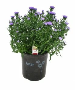 Discount 😉 NMG 2.5Qt Aster - 30165 - Plants, Shrubs & Trees 🥰