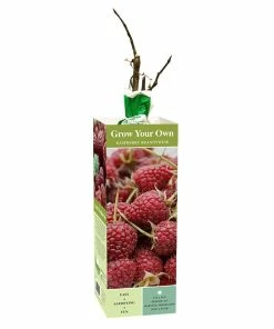 Cheapest 😉 Van Zyverden, Inc. Van Zyverden Inc. Raspberry Brandywine - 00811 - Plants, Shrubs & Trees 🧨