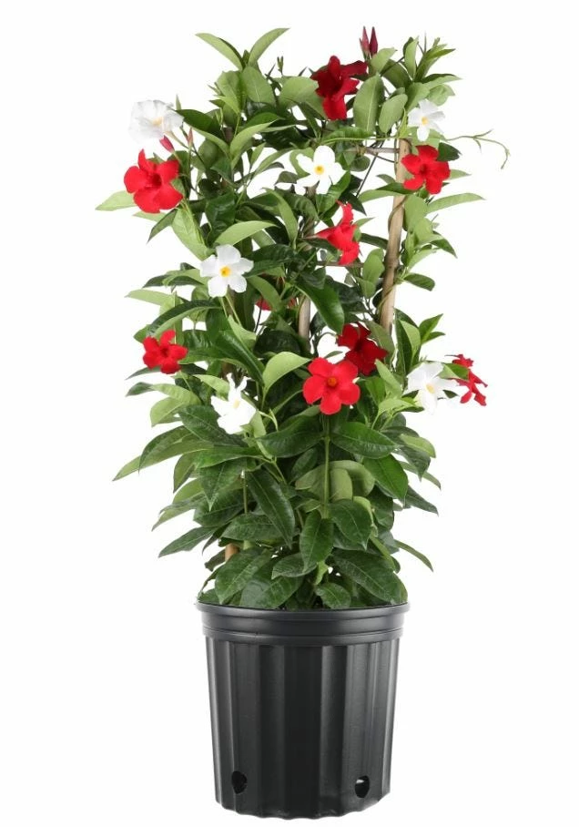 Wholesale π Costa Farms Mandevilla Trellis, 9.25 inches - 1.70MAN30TPASRT - Plants, Shrubs & Trees π₯ 2 Wholesale π Costa Farms Mandevilla Trellis, 9.25 inches - 1.70MAN30TPASRT - Plants, Shrubs & Trees π₯ - Image 2