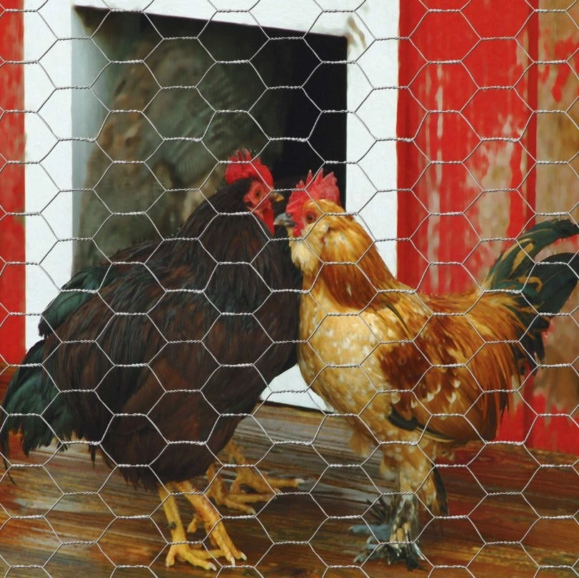 Best Sale 𧨠Garden Craft 72" x 150' Chicken Wire with 1" Openings - 167215 - Fence and Wire π 4 Best Sale 𧨠Garden Craft 72" x 150' Chicken Wire with 1" Openings - 167215 - Fence and Wire π - Image 4