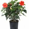 Buy 🎉 Costa Farms 10" Hibiscus Bush - 1.70GHIBUSHASRT - Plants, Shrubs & Trees 🧨