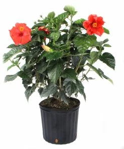 Buy 🎉 Costa Farms 10" Hibiscus Bush - 1.70GHIBUSHASRT - Plants, Shrubs & Trees 🧨