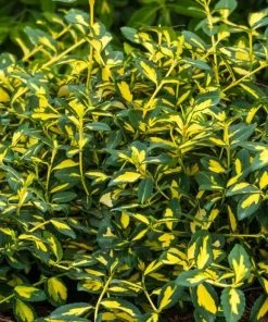 Coupon 😉 Greenleaf Nursery Moonshadow 'Euonymus ' #1 Pot - Plants, Shrubs & Trees 🤩