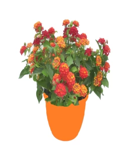 Best Sale 🛒 Various Brands Lantana, 2.5 Quart - Plants, Shrubs & Trees 🌟