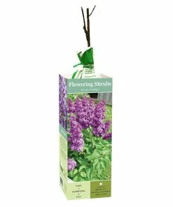 Wholesale ✔️ Van Zyverden, Inc. Van Zyverden Inc. Lilac Purple 01780 - Plants, Shrubs & Trees 👏