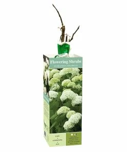 Outlet 🥰 Van Zyverden, Inc. Van Zyverden Inc. Hydrangea Annabelle 01787 - Garden Center 🛒