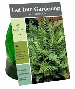 Buy 🔔 Van Zyverden, Inc. Van Zyverden Inc. Fern 🎄 Christmas 09584 - Garden Center ⌛