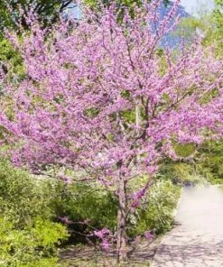 Top 10 ✔️ Freedom Farms Eastern Redbud Tree 5G Pot - Trees 👏 -Cheap Lawn Store 96043337cd140be55dffd64b391cc1811b1b5129 801050076 4