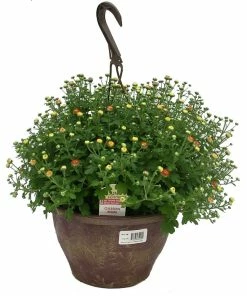 Flash Sale 👍 NMG 10In Hanging Basket Mum Assorted - 35400 - Plants, Shrubs & Trees ⭐
